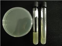 Casamino acids, Vitamin assay 維生素分析酪蛋白水解物