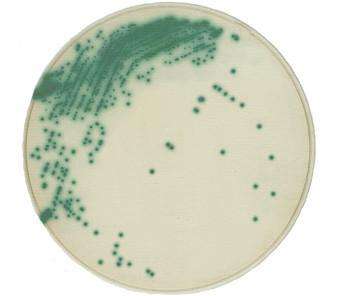 1/2 MS培養基粉劑(含蔗糖)