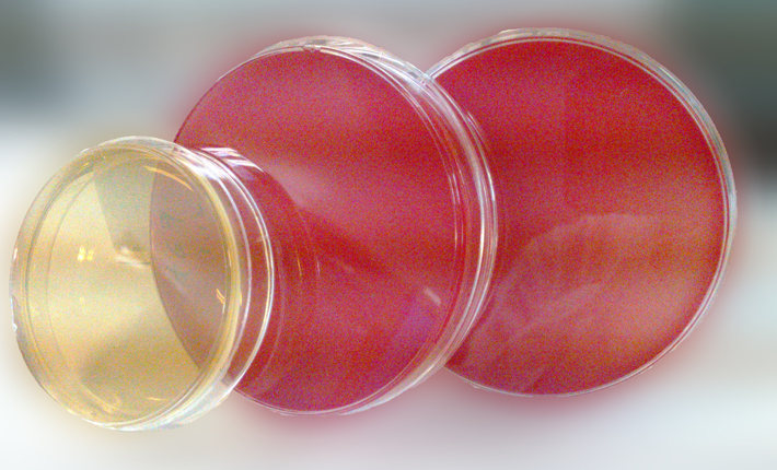 1/2 MS培養基粉劑(含蔗糖和瓊脂)