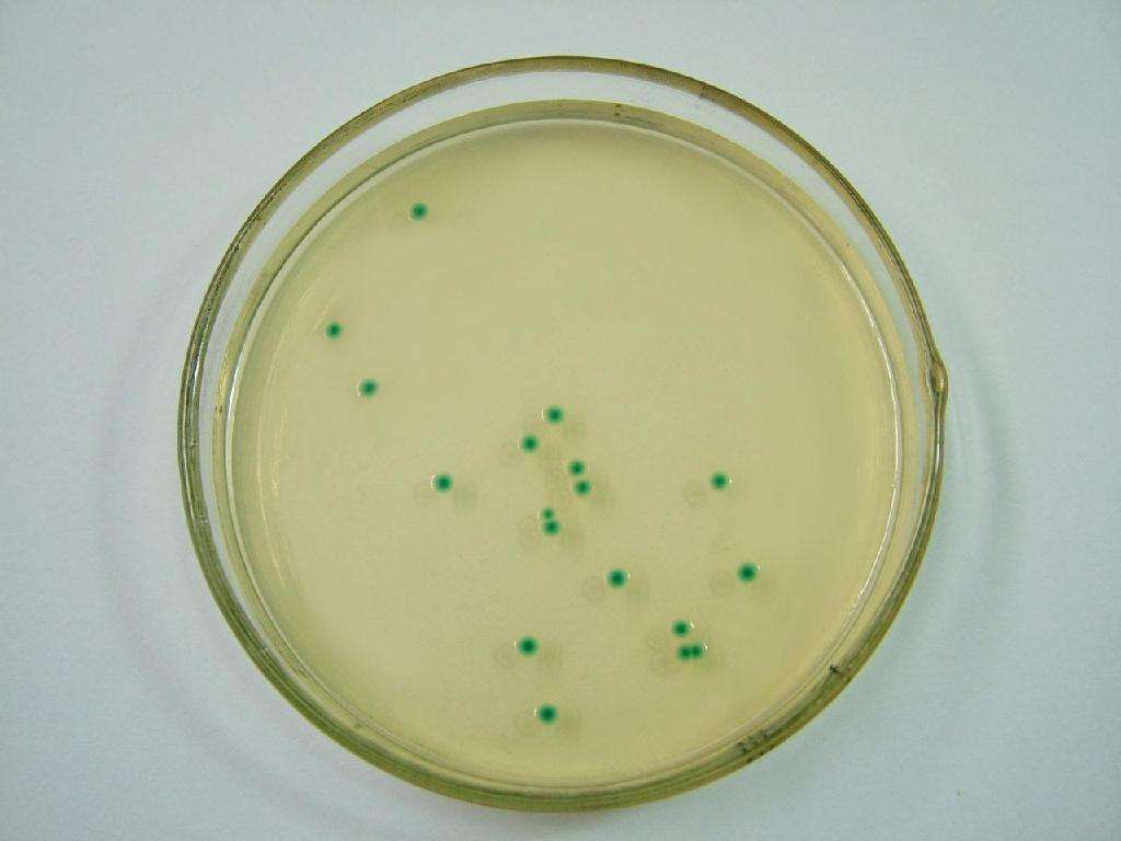 MS培養基粉劑(含蔗糖)